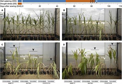 Modulating Drought Stress Response of Maize by a Synthetic Bacterial Community